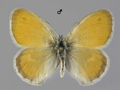 L. pamphilus
